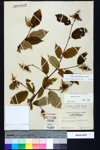 Corylus cornuta image