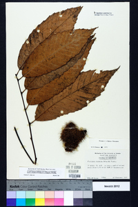 Castanea dentata image