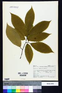 Castanea dentata image