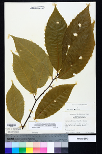 Castanea dentata image