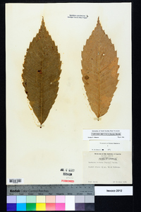 Castanea dentata image