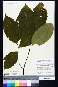 Castanea dentata image