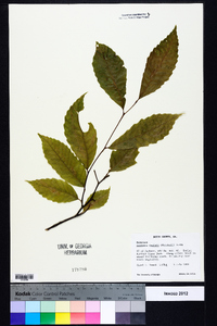 Castanea dentata image