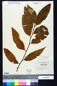 Castanea dentata image