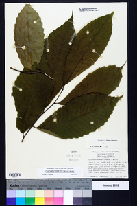 Castanea dentata image