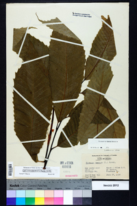 Castanea dentata image