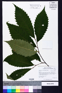 Castanea dentata image