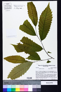 Castanea dentata image