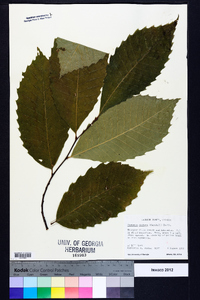 Castanea dentata image