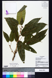 Quercus acutissima image