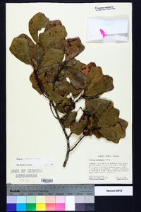 Quercus arkansana image