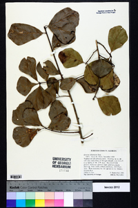 Quercus arkansana image