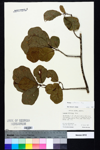 Quercus arkansana image