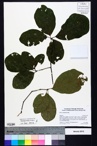 Quercus arkansana image