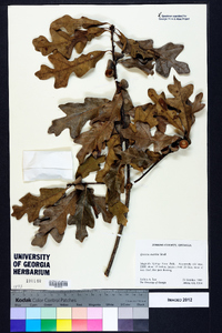 Quercus austrina image