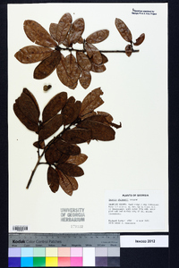 Quercus chapmanii image