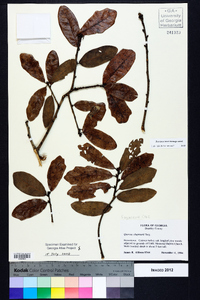 Quercus chapmanii image