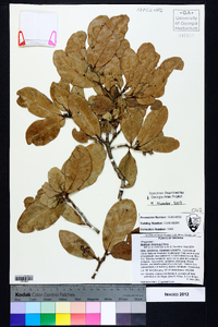 Quercus chapmanii image