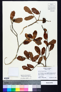 Quercus chapmanii image