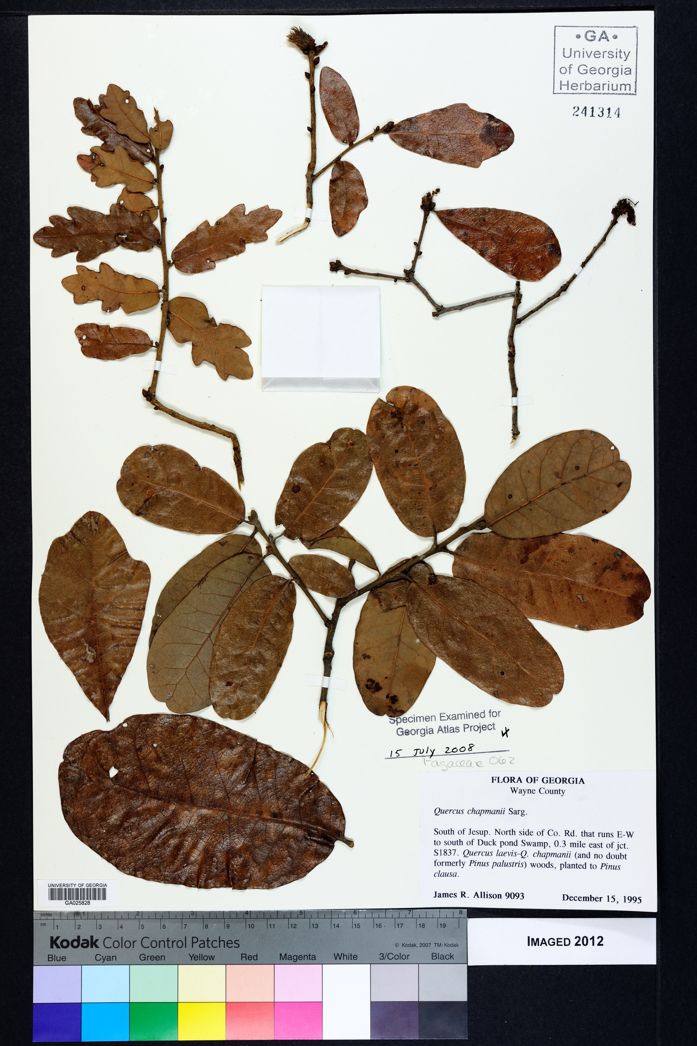 Quercus chapmanii image