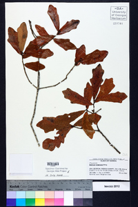 Quercus chapmanii image