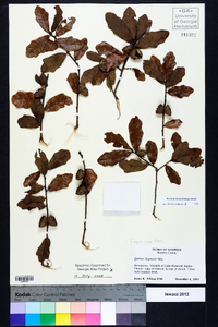 Quercus chapmanii image