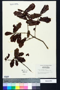 Quercus chapmanii image