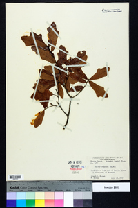 Quercus chapmanii image