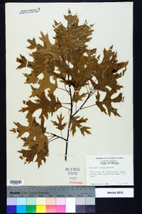 Quercus coccinea image