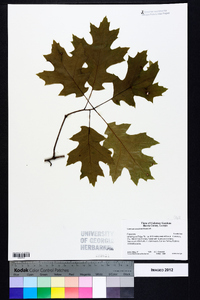 Quercus coccinea image