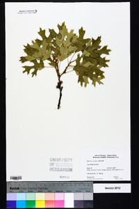 Quercus coccinea image