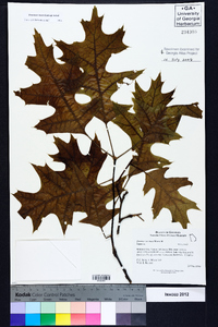 Quercus coccinea image