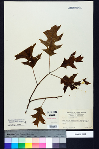 Quercus coccinea image