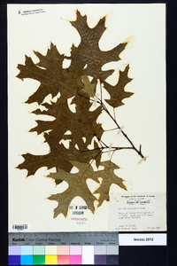 Quercus coccinea image