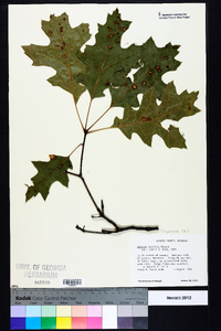 Quercus coccinea image