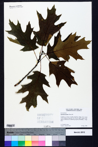 Quercus coccinea image