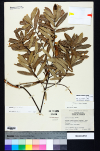 Quercus pumila image