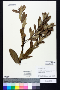 Quercus pumila image