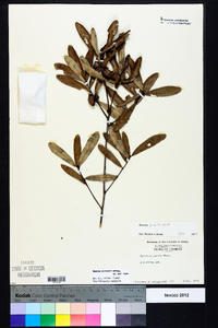 Quercus pumila image