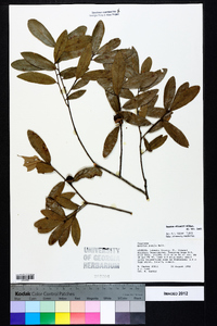 Quercus pumila image