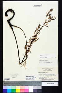 Quercus pumila image