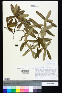 Quercus pumila image