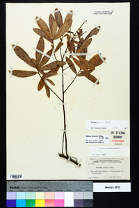 Quercus pumila image