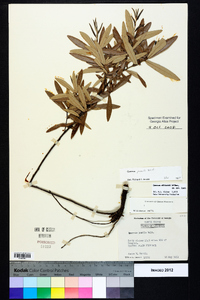 Quercus pumila image