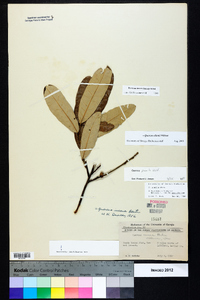 Quercus pumila image