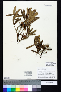 Quercus pumila image