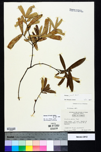 Quercus pumila image