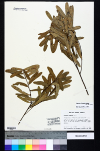 Quercus pumila image