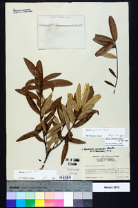 Quercus pumila image