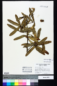 Quercus pumila image